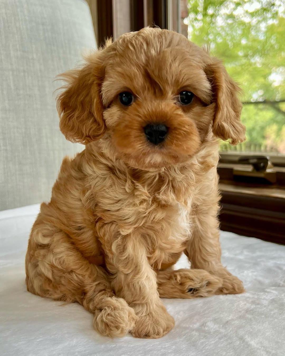 Max