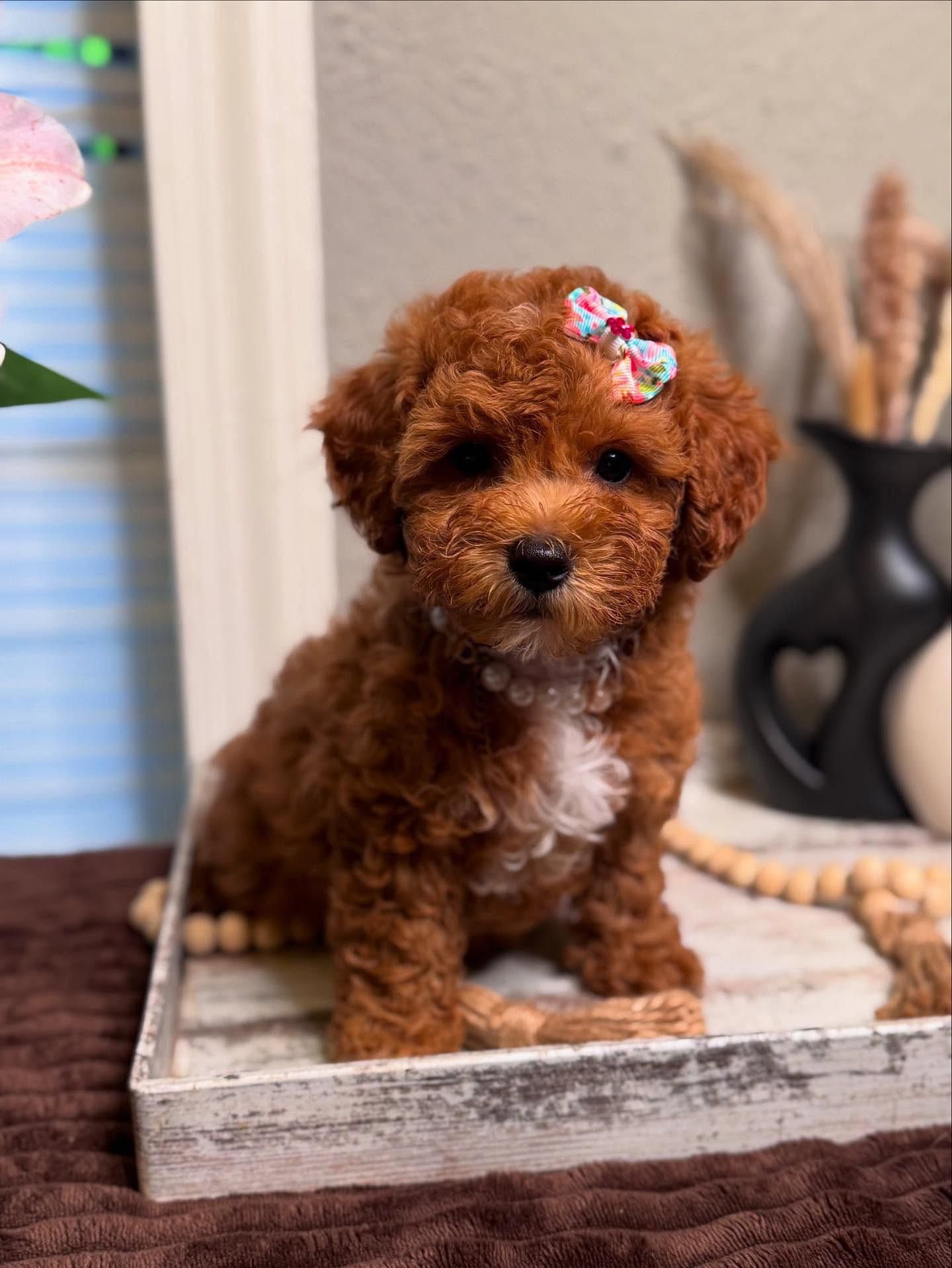 Daisy