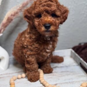 Cooper