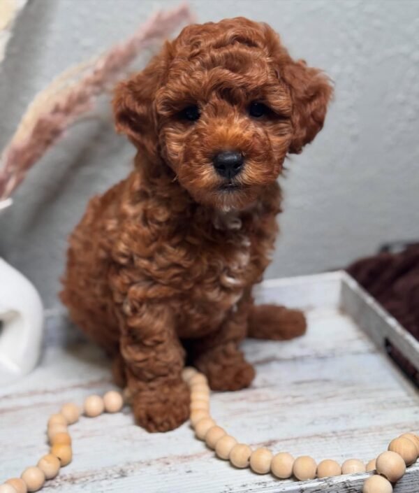 Cooper