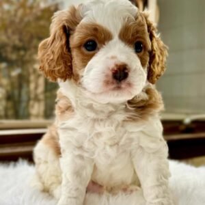 Bailey