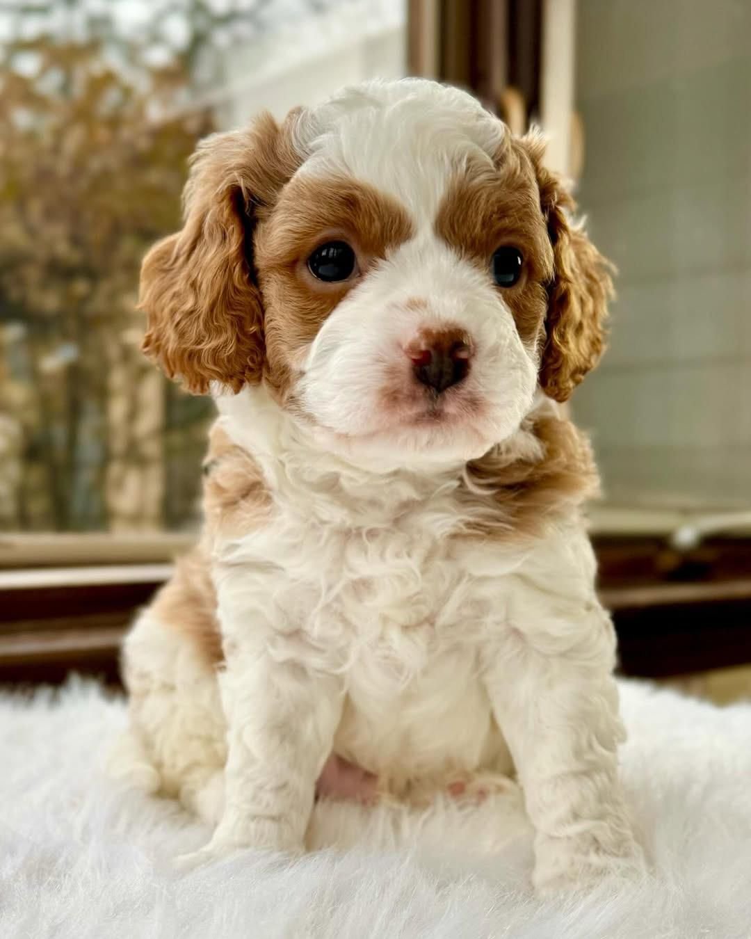 Bailey